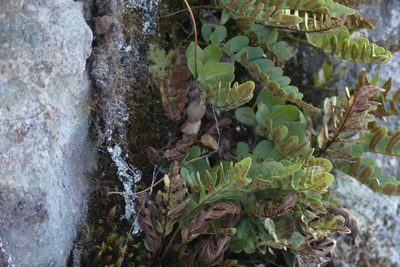 Polypodium amorphum, photographed by Ellyne Geurts