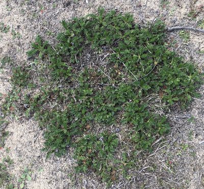 Acaena pinnatifida, photographed by Henrik Kibak