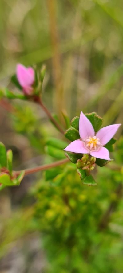 Boronia algida, photographed by Vale Jenny Conolly