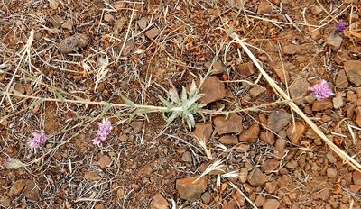 Lessingia hololeuca, photographed by Bob Dodge