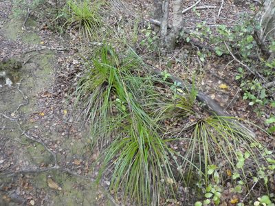 Gahnia pauciflora, photographed by Doug Miller