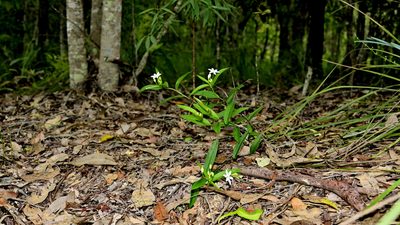 Schelhammera multiflora, photographed by garywwilson