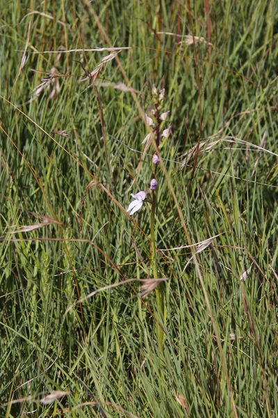Brownleea recurvata, photographed by Tony Rebelo