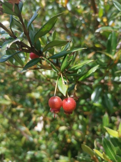 Ugni candollei, photographed by Inao Vasquez