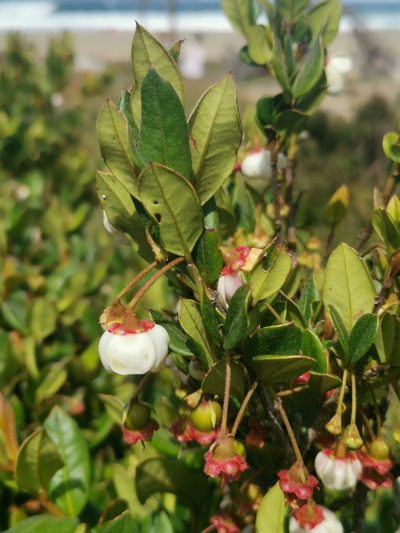 Ugni candollei, photographed by Inao Vasquez
