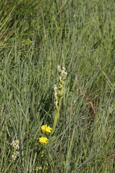 Disperis cardiophora, photographed by Tony Rebelo