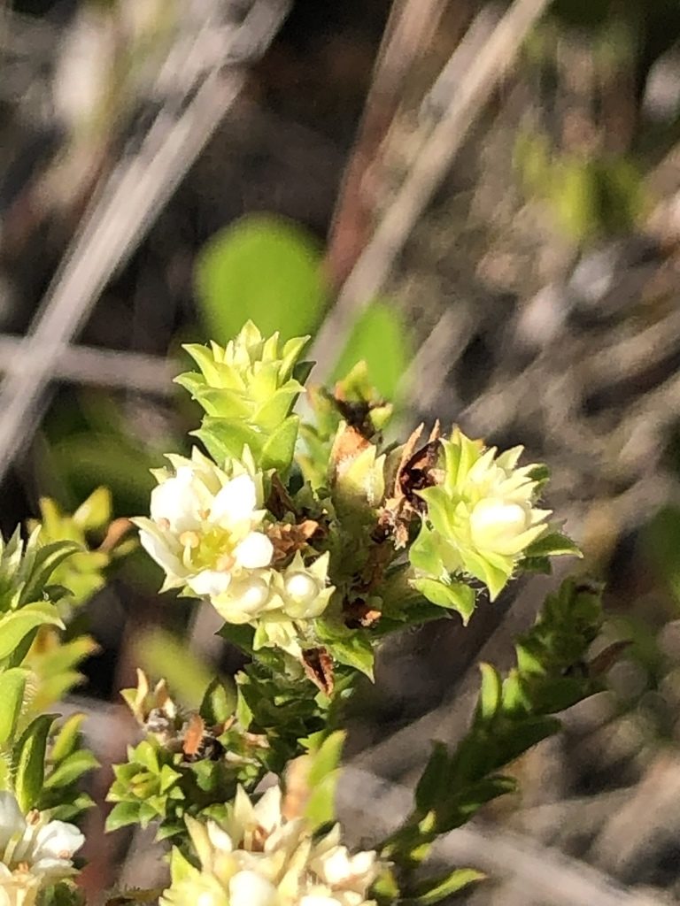 Diosma awilana, photographed by Sean Privett