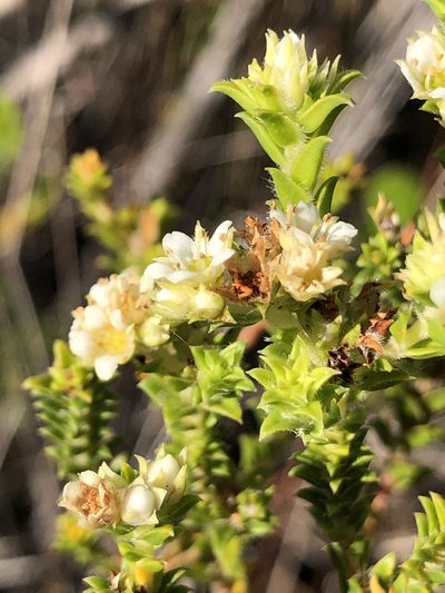 Diosma awilana, photographed by Sean Privett