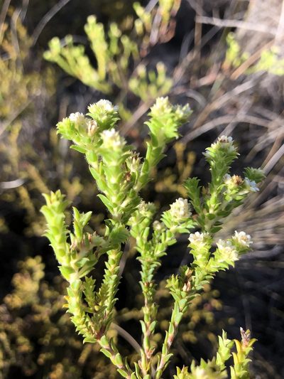 Diosma awilana, photographed by Sean Privett