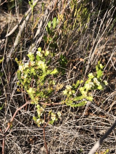 Diosma awilana, photographed by Sean Privett