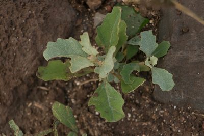 Atriplex muelleri, photographed by Kevin Faccenda