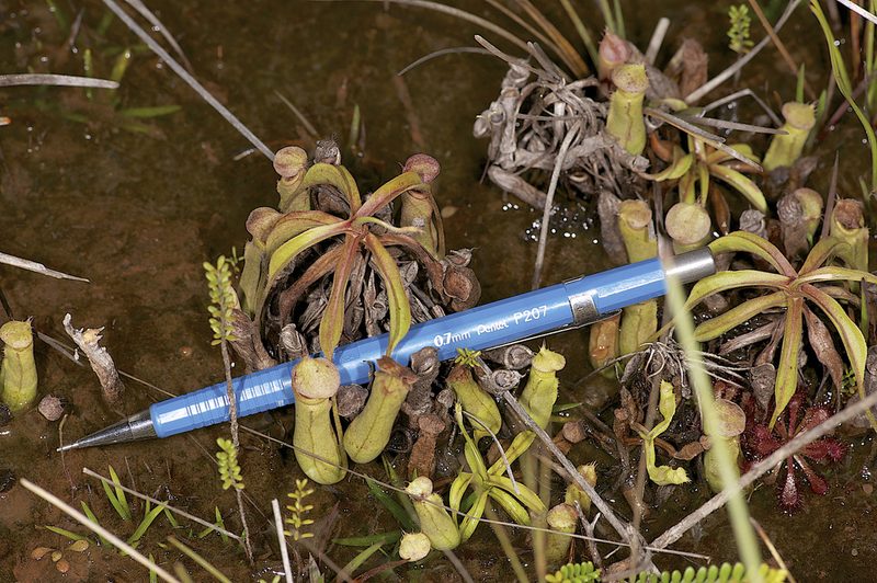 Nepenthes parvula, photographed by garywwilson