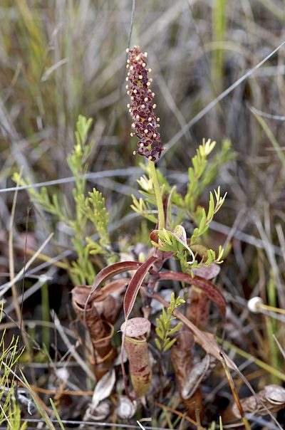 Nepenthes parvula, photographed by garywwilson
