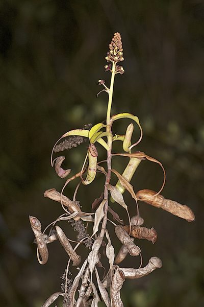 Nepenthes parvula, photographed by garywwilson