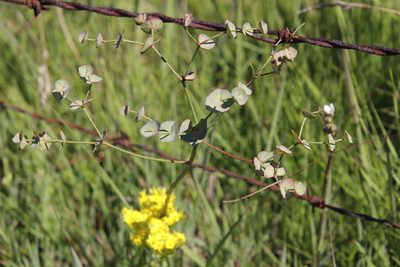 Euphorbia striata, photographed by Tony Rebelo