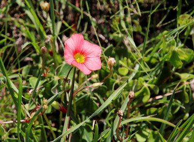 Oxalis bowiei, photographed by Tony Rebelo