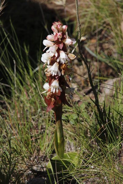 Satyrium sphaerocarpum, photographed by Tony Rebelo