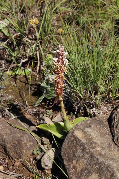 Satyrium cristatum, photographed by Tony Rebelo