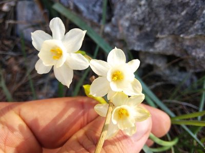 Narcissus dubius, photographed by Ben Costamagna