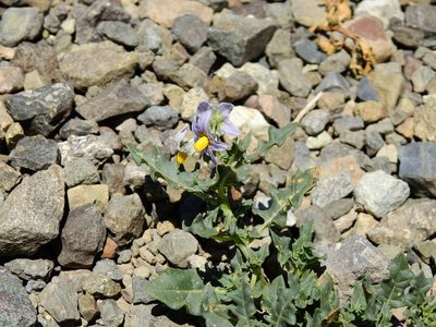 Solanum echegarayi, photographed by Guillermo Debandi