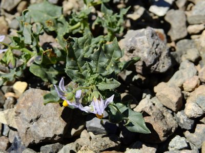 Solanum echegarayi, photographed by Guillermo Debandi