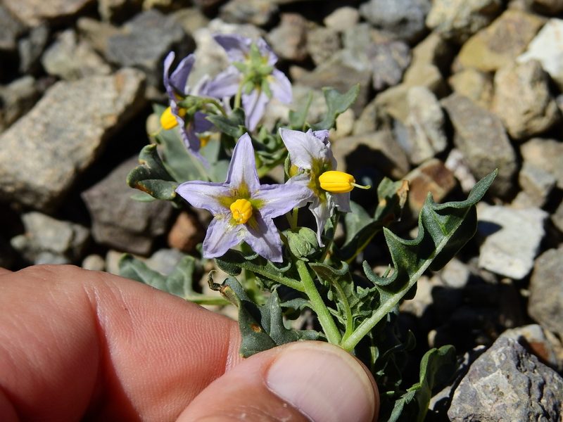 Solanum echegarayi, photographed by Guillermo Debandi
