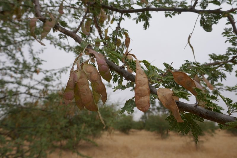 Senegalia senegal, photographed by Denis Bastianelli