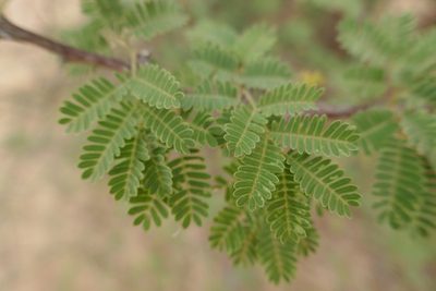 Senegalia senegal, photographed by Denis Bastianelli