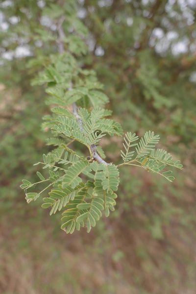 Senegalia senegal, photographed by Denis Bastianelli