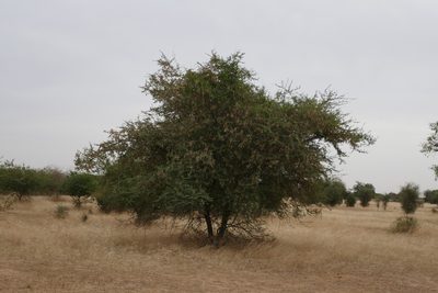 Senegalia senegal, photographed by Denis Bastianelli