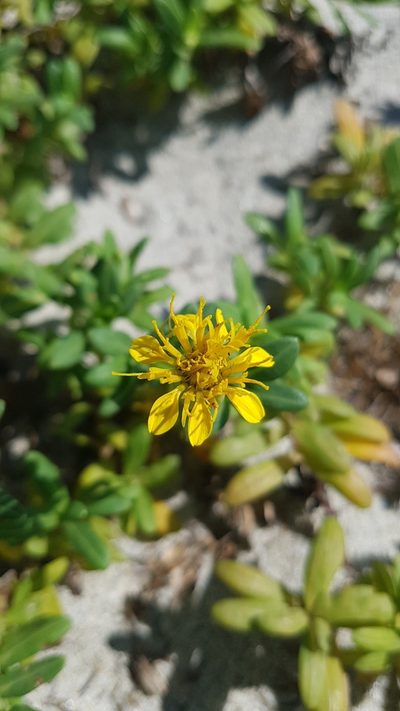 Pectis multiflosculosa, photographed by Martín Sánchez Vilchis