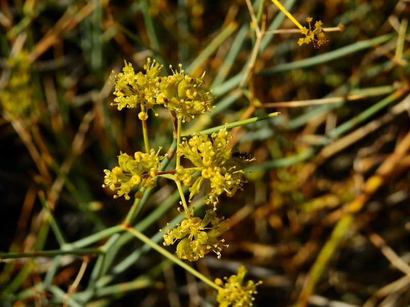 Gymnophyton polycephalum, photographed by Guillermo Debandi