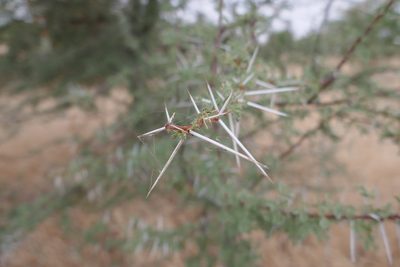 Vachellia seyal, photographed by Denis Bastianelli