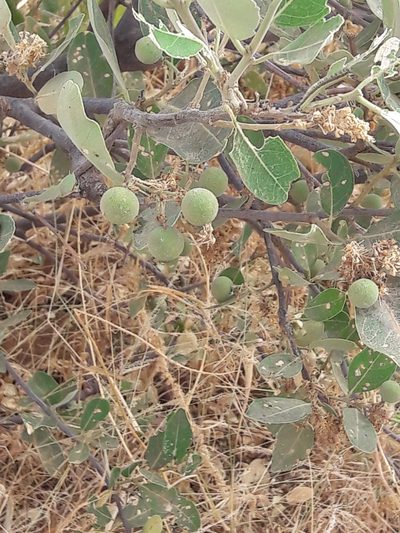 Boscia senegalensis, photographed by Denis Bastianelli