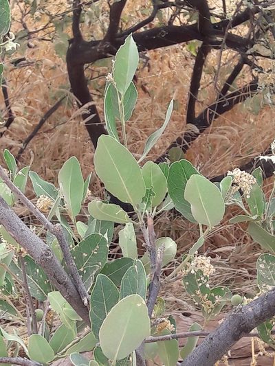 Boscia senegalensis, photographed by Denis Bastianelli