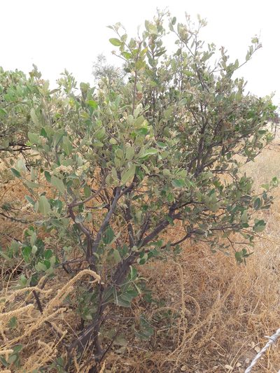 Boscia senegalensis, photographed by Denis Bastianelli