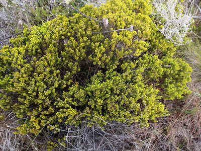 Agathosma eriantha, photographed by Di Turner