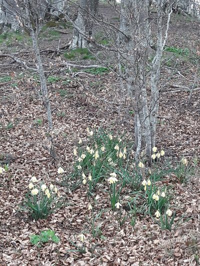 Narcissus moleroi, photographed by Denis Bastianelli