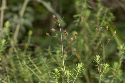 Hypericum empetrifolium, photographed by Eleftherios Katsillis