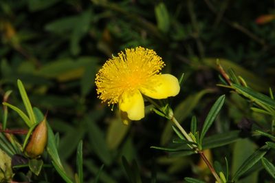 Hypericum frondosum, photographed by Brian Finzel