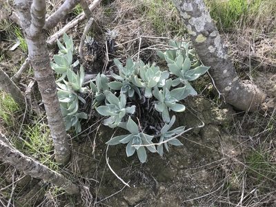 Dudleya traskiae, photographed by Adam J. Searcy