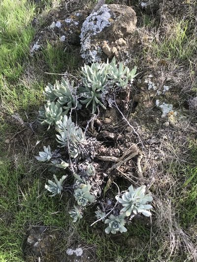 Dudleya traskiae, photographed by Adam J. Searcy