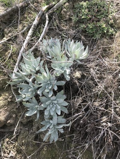 Dudleya traskiae, photographed by Adam J. Searcy