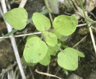 Parietaria hespera, photographed by Adam J. Searcy