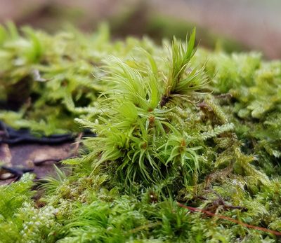 Dicranum majus, photographed by Helen Waterman