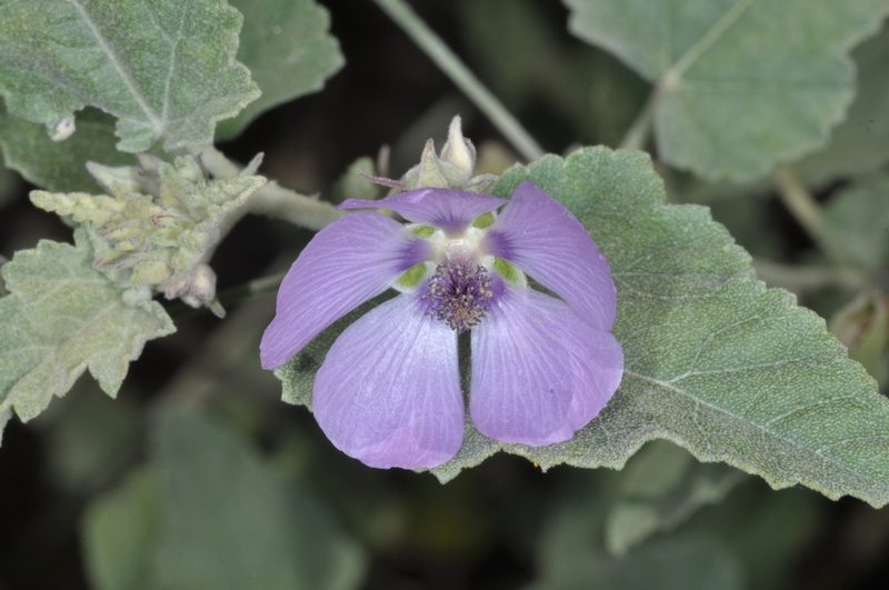 Sphaeralcea brevipes, photographed by aacocucci