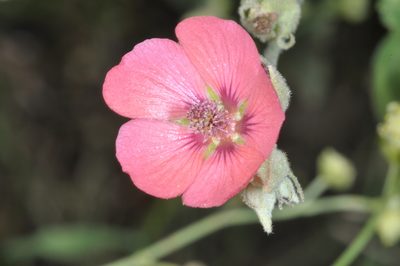 Sphaeralcea brevipes, photographed by aacocucci