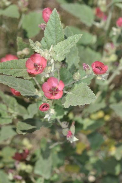 Sphaeralcea brevipes, photographed by aacocucci