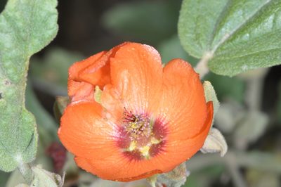 Sphaeralcea miniata, photographed by aacocucci
