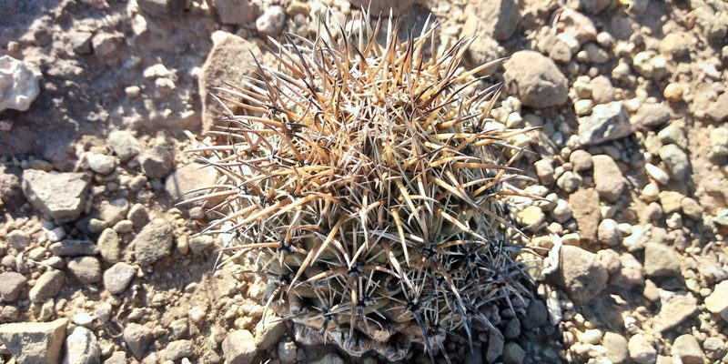 Coryphantha difficilis, photographed by Leticia Jiménez Hernández